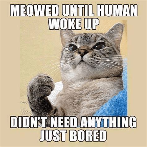 Hilarious Cat Memes to Make You Laugh Right Meow