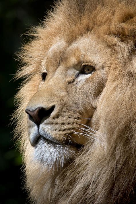 Free Images : black and white, zoo, africa, feline, fauna, lion, close up, wild animal, nose ...