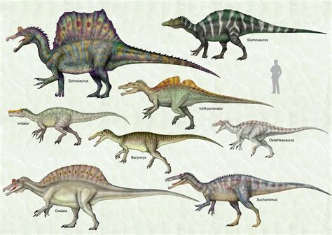 Spinosauridae by cisiopurple on DeviantArt | Spinosaurus, Prehistoric ...