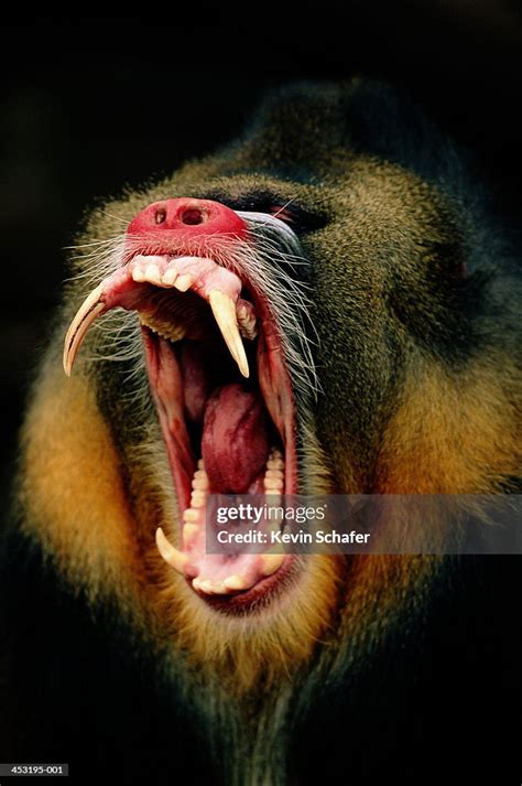 Mandrill Displaying Teeth Head Shot High-Res Stock Photo - Getty Images