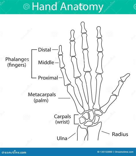 Skeletal Anatomy - Fibula Royalty-Free Illustration | CartoonDealer.com #153407664