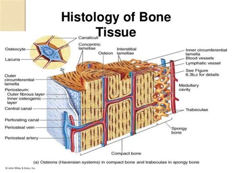 Histology - Specialized Connective Tissues (BONE)