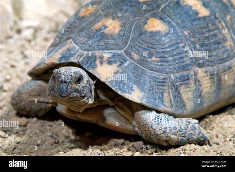 Marginated tortoise (Testudo marginata) close up, Greece, southern ...