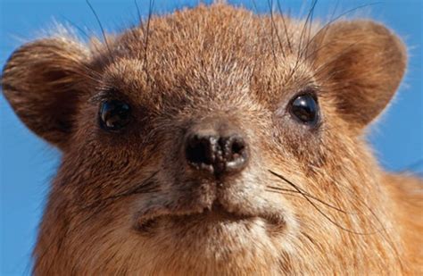 Will the Israeli Hyrax be labeled as a pest? - Israel News - The ...