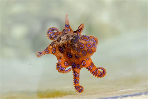 The Blue-Ringed Octopus: Tiny, Adorable, And Deceptively Lethal