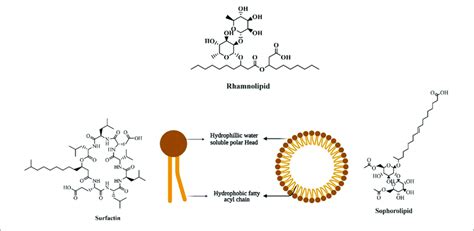 | Structure of biosurfactant. | Download Scientific Diagram