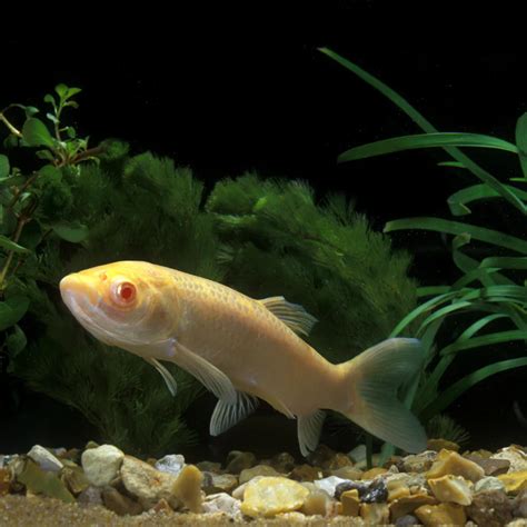 Golden Grass Carp (6") - Universal Aquatics | Tropical and Pond Fish, Aquariums, Ponds, Water ...