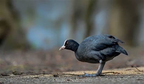 Coot | Focusing on Wildlife