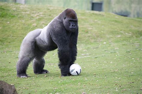 Silverback Gorilla - Wildlife Shots