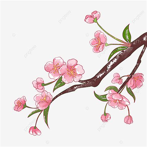 Spring Cherry Blossom Hd Transparent, Spring Cherry Blossom Watercolor ...