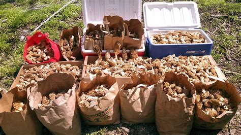 Morel mushroom hunting season looks promising in Kansas and Missouri