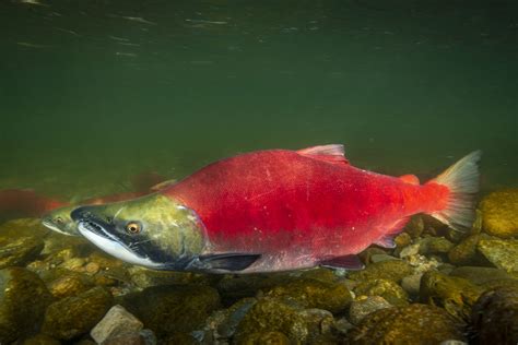 Red Sockeye Salmon Oncorhynchus nerka | CRSRI