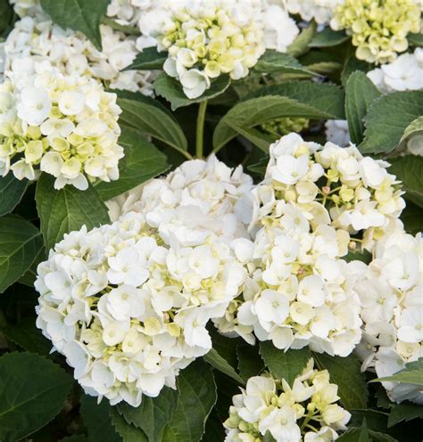 White Bigleaf Hydrangea - Monrovia - White Bigleaf Hydrangea 4 - 6 ...