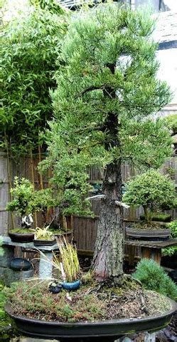 Giant Sequoia - Bonsai Empire