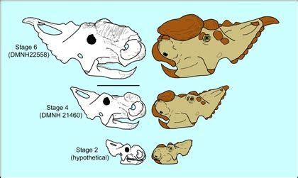 Fossils of Juvenile Pachyrhinosaurus Discovered in Alaska | Dinosaur pictures, Prehistoric ...