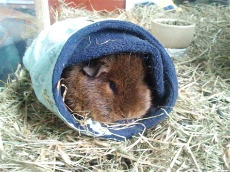 Undercover Guinea Pigs: DIY: Guinea pig tunnel