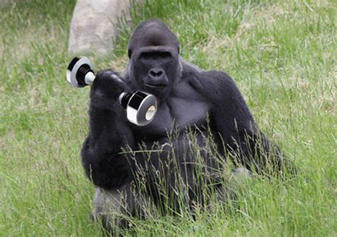 Gorilla GIFs - Get the best GIF on GIPHY