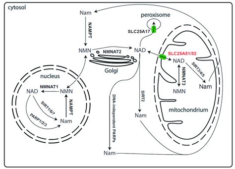 Compartmentalisation of NAD + biosynthesis and salvage pathway in human ...