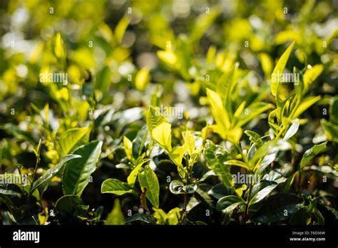 Nuwara Eliya, Central Province, Sri Lanka, Asia Stock Photo - Alamy