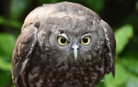 Barking Owl - Australia Zoo