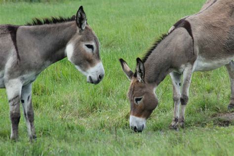 50 Donkey Facts That Will Make You Love This Little Ass - Facts.net