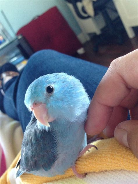 Posey the Pacific Blue Parrotlet :) | Pet birds, Parrotlet, Cute animals