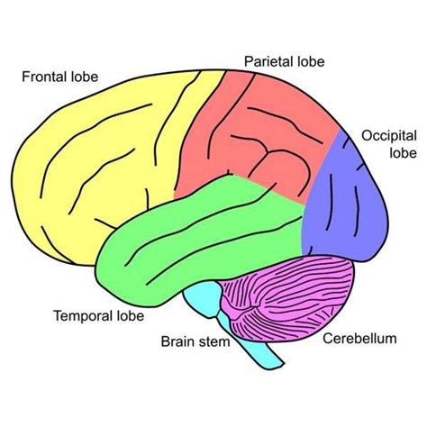 Simple brain diagram | Healthiack