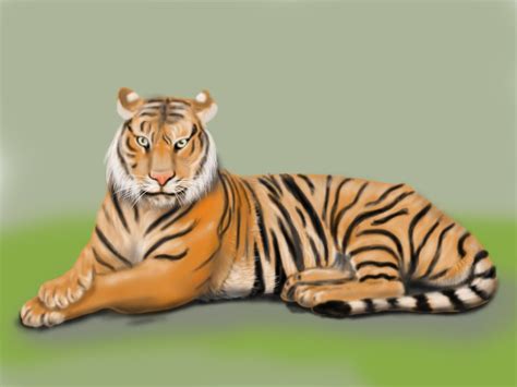 Learn How to Draw a Bengal Tiger (Wild Animals) Step by Step : Drawing ...