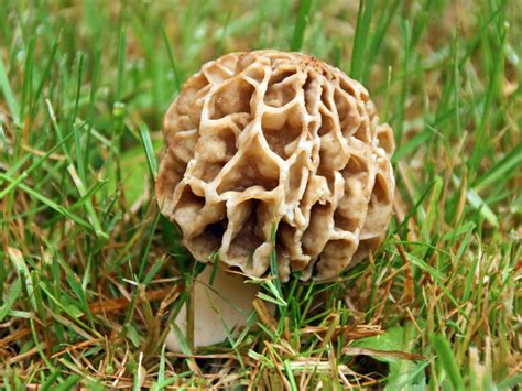 morchella esculenta