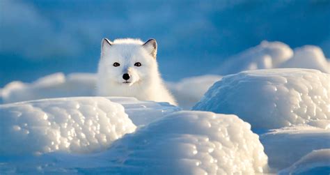 Arctic Fox Fun Facts - Churchill Wild Polar Bear Tours