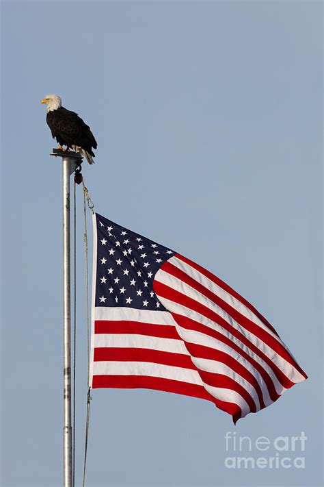 Bald Eagle with American Flag Photograph by Tammy Wolfe - Pixels