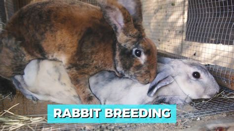 Rabbit Breeding - YouTube