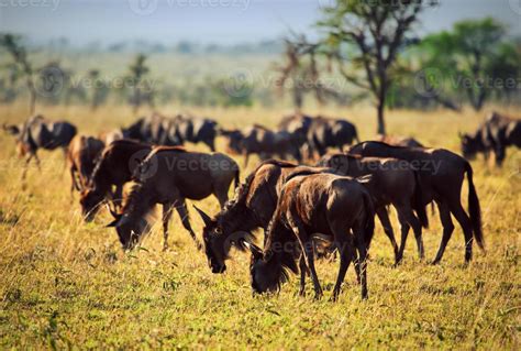 Wildebeests herd, Gnu on African savanna 7791854 Stock Photo at Vecteezy