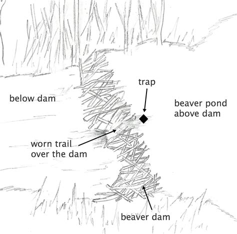 Beaver Trapping Techniques - How To Set A Beaver Trap