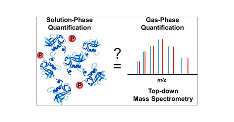 Impact of Phosphorylation on the Mass Spectrometry Quantification of Intact Phosphoproteins ...