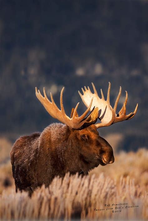 Moose - Grand Teton National Park by Rob Armstrong on 500px | Animals beautiful, Nature animals ...