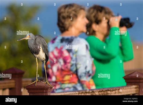 Birding at South Padre Island Stock Photo - Alamy