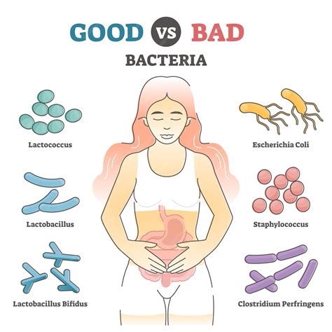 Premium Vector | Good vs bad bacteria as gut flora examples in educational outline diagram ...