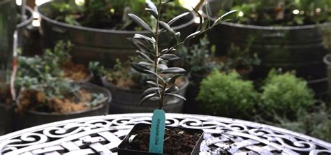 How to Grow an olive tree in a container « Gardening :: WonderHowTo