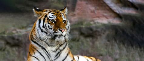 Why Do You Need To Protect The Malayan Tiger’s Habitat?