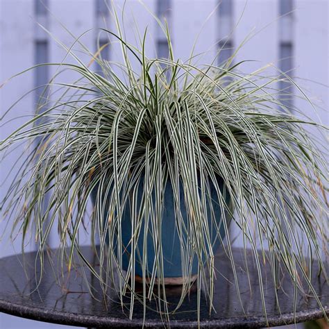 Carex oshimensis 'Everest' - buy plants at Coolplants