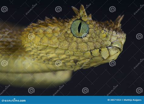 Usambara Horned Viper / Atheris Ceratophora Stock Photos - Image: 38571553