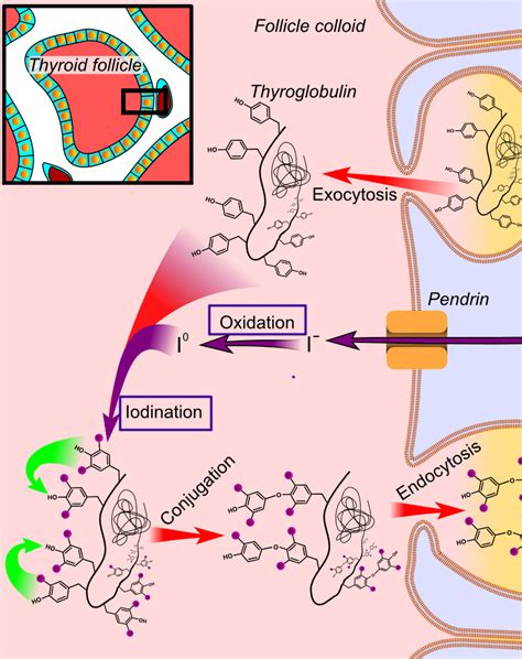 Production of Thyroid Hormone - Jeffrey Dach MD