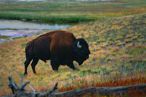 Yellowstone Bison | Photo Print | Photographer Gallery and Store