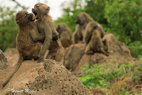 BABOON FIGHT | A baboon wrestling match turns serious in Lake Manyara ...