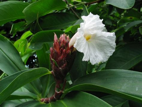 Cheilocostus Speciosus: The National Flower of Nigeria