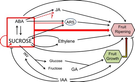 Frontiers | Sugar Signaling During Fruit Ripening