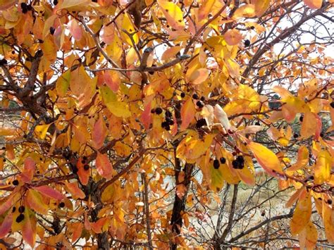 Bezplatný obrázok: jeseň, jesennej sezóny, pobočka, Ker, strom, Sezóna, rastlín, krídlo