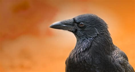 black raven by Sonja Probst on 500px | Raven, Black raven, Black bird