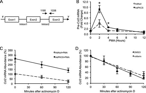 Transcriptional regulation of Ccl2 gene expression by PKC. A, schematic... | Download Scientific ...